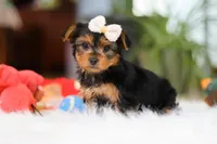 Bella, a female Yorkshire Terrier for sale in Baltic, OH – Photo 7 of 10