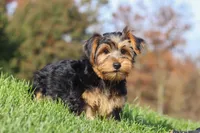 Bennet, a male Yorkshire Terrier for sale in Baltic, OH – 6 of 10