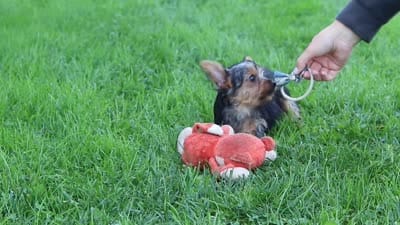 Arlo, a male Yorkshire Terrier for sale in Baltic, OH – 7 of 7