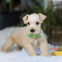 Teddy, a male Miniature Schnauzer for sale in Baltic, OH – Photo 5 of 6