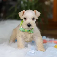 Teddy, a male Miniature Schnauzer for sale in Baltic, OH – Photo 6 of 6