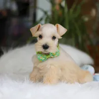 Teddy, a male Miniature Schnauzer for sale in Baltic, OH – Photo 4 of 6
