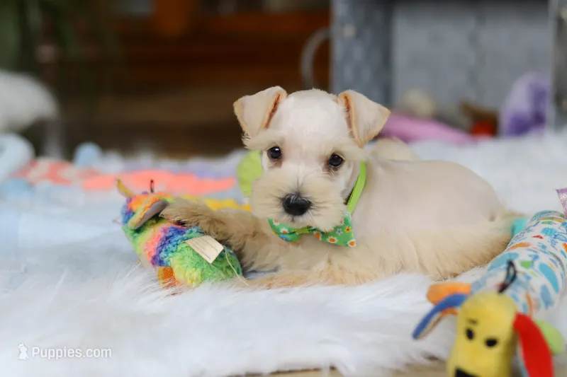 Teddy – Miniature Schnauzer puppy on hold in Baltic, OH