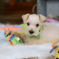 Teddy, a male Miniature Schnauzer for sale in Baltic, OH – Photo 1 of 6