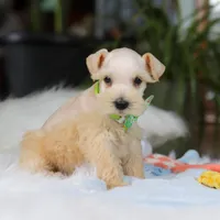 Teddy, a male Miniature Schnauzer for sale in Baltic, OH – Photo 2 of 6