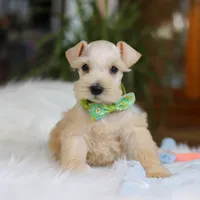 Teddy, a male Miniature Schnauzer for sale in Baltic, OH – Photo 3 of 6