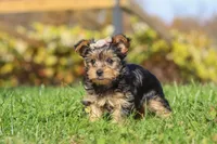 Darcy, a female Yorkshire Terrier for sale in Baltic, OH – 5 of 7