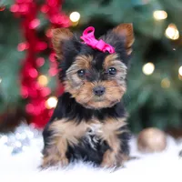 Lila, a female Yorkshire Terrier for sale in Baltic, OH – Photo 5 of 7