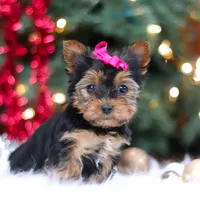 Lila, a female Yorkshire Terrier for sale in Baltic, OH – Photo 2 of 7