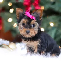 Lila, a female Yorkshire Terrier for sale in Baltic, OH – Photo 4 of 7