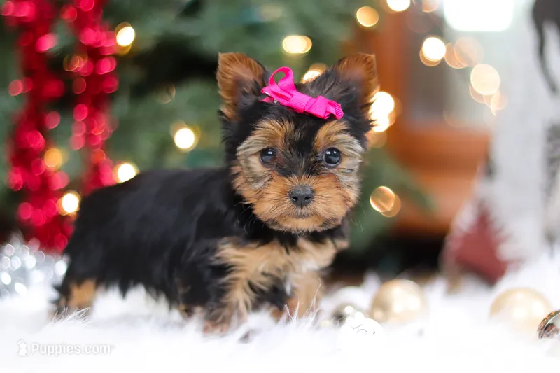 Lila – Yorkshire Terrier puppy on hold in Baltic, OH
