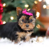 Lila, a female Yorkshire Terrier for sale in Baltic, OH – Photo 1 of 7