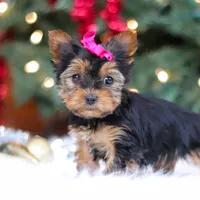 Lila, a female Yorkshire Terrier for sale in Baltic, OH – Photo 6 of 7