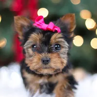 Lila, a female Yorkshire Terrier for sale in Baltic, OH – Photo 3 of 7