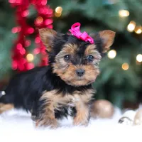 Lila, a female Yorkshire Terrier for sale in Baltic, OH – Photo 7 of 7