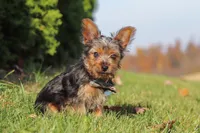 Arlo, a male Yorkshire Terrier for sale in Baltic, OH – 3 of 7