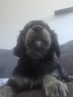 processed/dac7799b-873a-40c1-8784-6f3cadc03ef8/listing/17f87872-0ed8-41cb-a44c-cda235491e19/64bf0a1b-d950-44c5-97f0-7c71213572f4