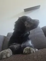 processed/dac7799b-873a-40c1-8784-6f3cadc03ef8/listing/17f87872-0ed8-41cb-a44c-cda235491e19/d188ec6e-b3ed-41d3-8cfb-6181f79052d3