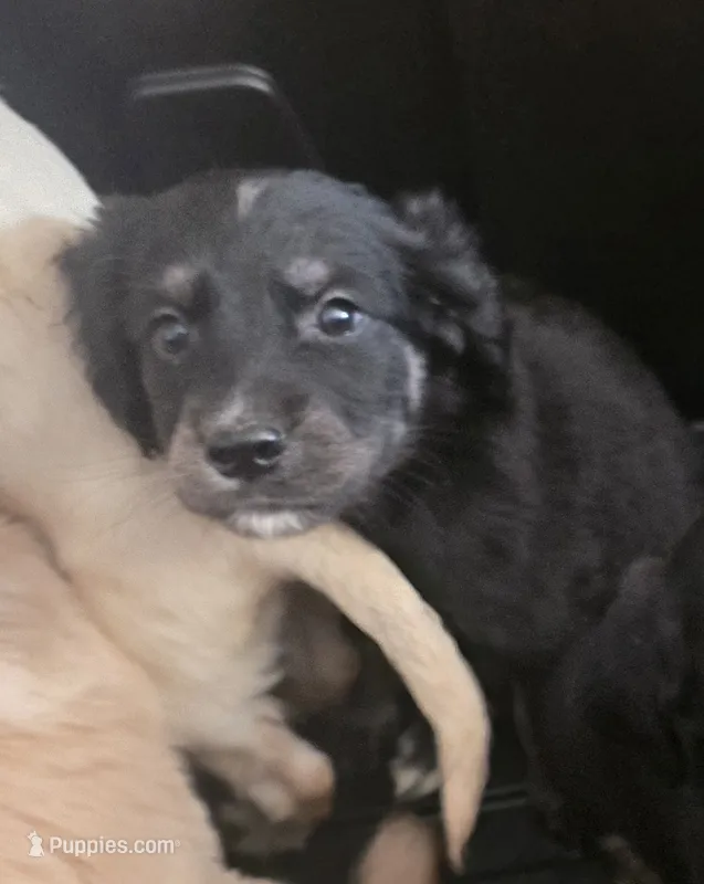 Unnamed – Goberian puppy for sale in Fernley, NV