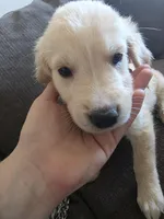 processed/dac7799b-873a-40c1-8784-6f3cadc03ef8/listing/3f8ddc9a-716b-45ed-b4b6-2b65e0c7e299/555d7397-2b48-47b3-9ffd-33a7ba17936c