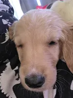 Unnamed, a male Goberian for sale in Fernley, NV – 3 of 3