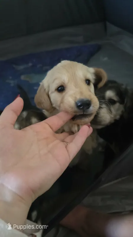Unnamed – Goberian puppy for sale in Fernley, NV