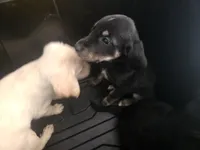 Unnamed, a female Goberian for sale in Fernley, NV – 2 of 2