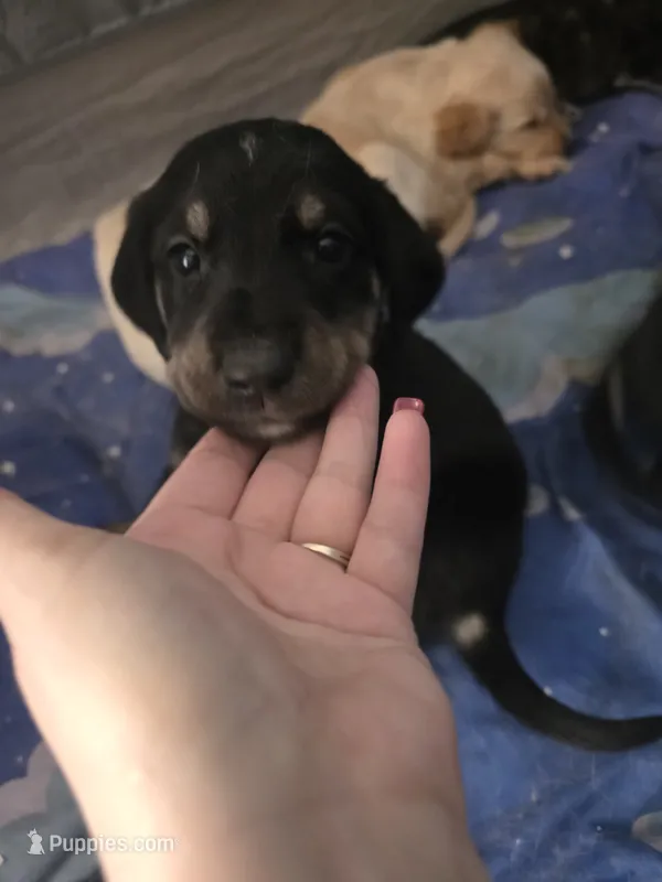 Unnamed – Goberian puppy for sale in Fernley, NV