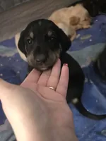 Unnamed, a female Goberian for sale in Fernley, NV – 1 of 2
