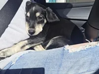 Goberian, a male Goberian for sale in Fernley, NV – Photo 1 of 2