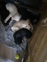 Goberian, a male Goberian for sale in Fernley, NV – Photo 2 of 2