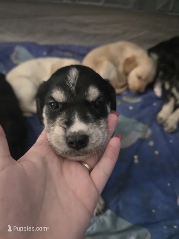 Unnamed – Goberian puppy for sale in Fernley, NV