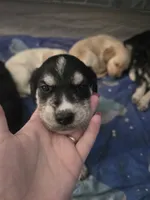 Unnamed, a male Goberian for sale in Fernley, NV – 1 of 1