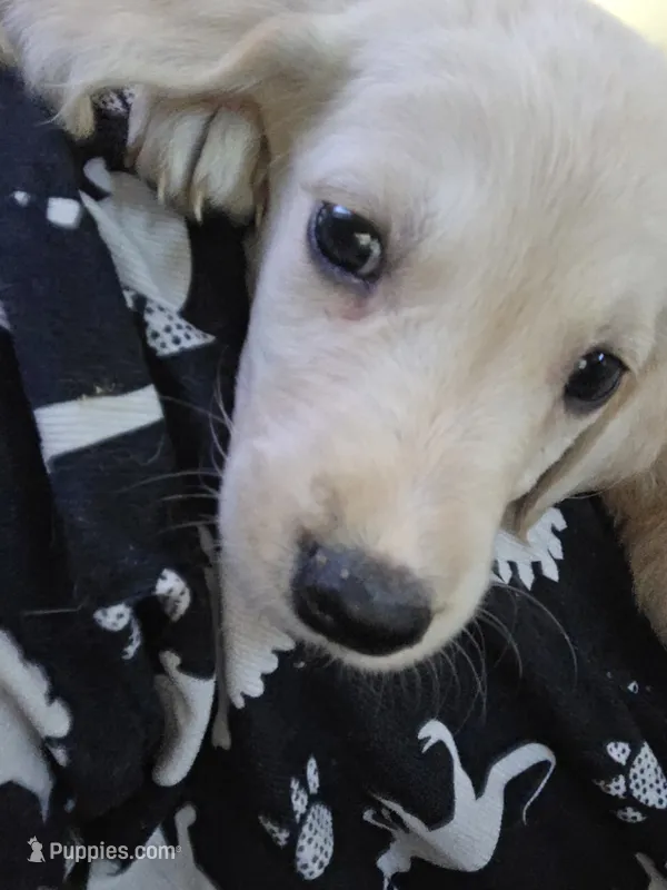 Unnamed – Goberian puppy for sale in Fernley, NV