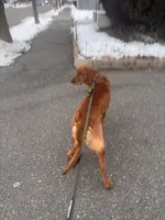 Hunter, a male Golden Retriever for sale in Salem, MA – Photo 5 of 7