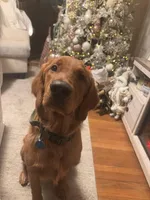 Hunter, a male Golden Retriever for sale in Salem, MA – Photo 4 of 7