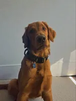 Hunter, a male Golden Retriever for sale in Salem, MA – Photo 1 of 7