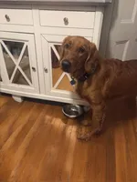 Hunter, a male Golden Retriever for sale in Salem, MA – Photo 3 of 7