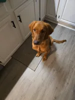 Hunter, a male Golden Retriever for sale in Salem, MA – Photo 7 of 7