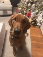 Hunter, a male Golden Retriever for sale in Salem, MA – Photo 2 of 7