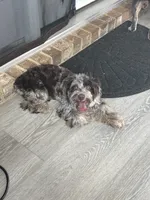 Nina, a female Yorkshire Terrier for sale in Loganville, GA – 5 of 7