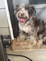Nina, a female Yorkshire Terrier for sale in Loganville, GA – 7 of 7