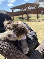 Nina, a female Yorkshire Terrier for sale in Loganville, GA – 4 of 7