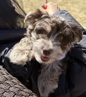Nina, a female Yorkshire Terrier for sale in Loganville, GA – 3 of 7