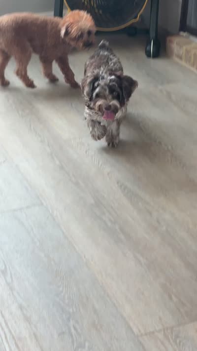 Nina, a female Yorkshire Terrier for sale in Loganville, GA – 6 of 7