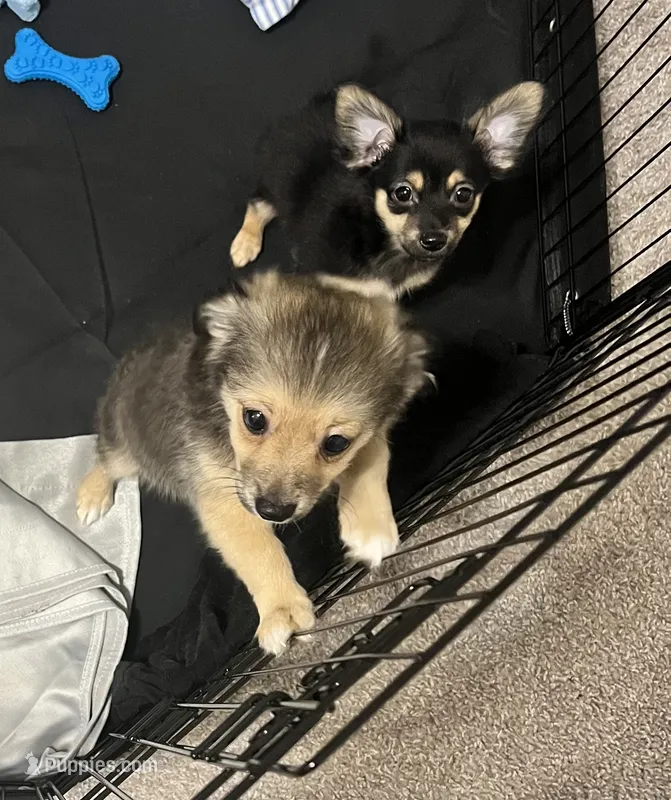 Mars – Pomchi puppy for sale in Altamonte Springs, FL