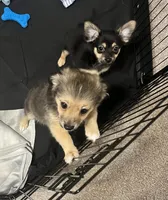Mars, a male Pomchi for sale in Altamonte Springs, FL – 1 of 5