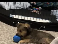 Mars, a male Pomchi for sale in Altamonte Springs, FL – 5 of 5