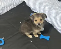 Mars, a male Pomchi for sale in Altamonte Springs, FL – 3 of 5