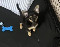Mars, a male Pomchi for sale in Altamonte Springs, FL – 4 of 5